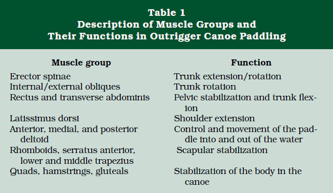 Muscle Groups and Their Functions
